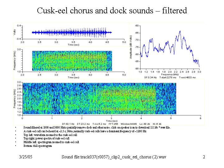 Filtered cusk-eel call